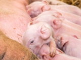 专业育肥户、自繁自养猪场和养猪企业有什么不同？
