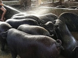 夏季湿度大，尤其是靠冲水降温的猪场，谨防猪风湿病！